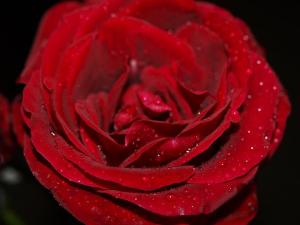 red rose