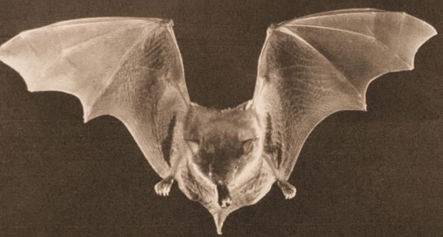 BAT2