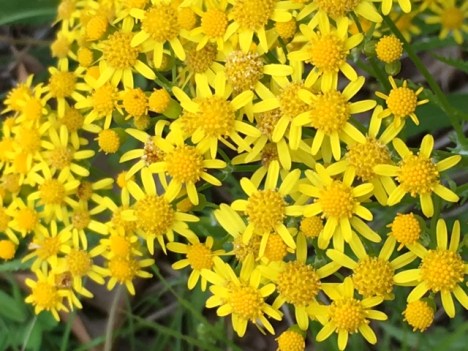 Yellow Wild Flowers