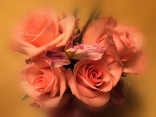 Pink Roses